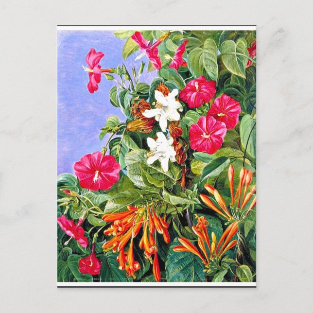 North - Wildblommor vid Morro Velho, Brasilien Vykort (Framsida)