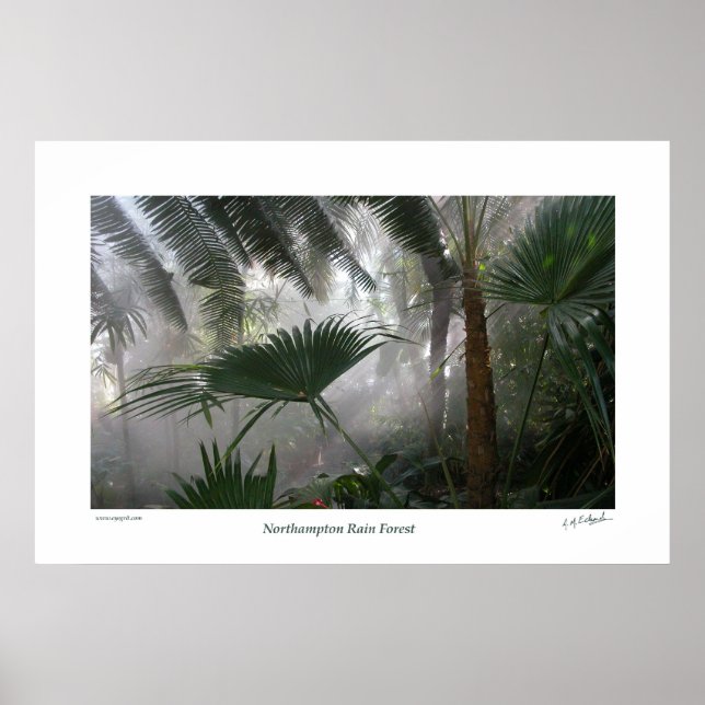 Northampton Rain Forest I Poster (Framsidan)