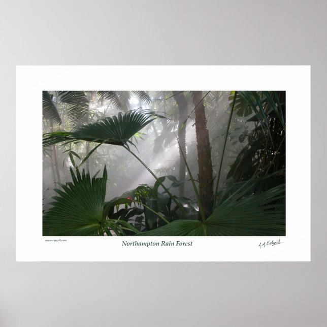 Northampton Rain Forest II Poster (Framsidan)
