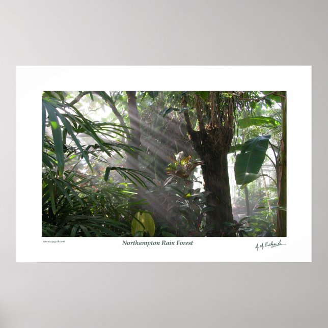 Northampton Rain Forest III Poster (Framsidan)