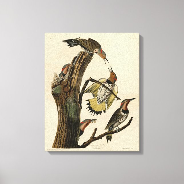 Norther Flicker från Audubon's Birds of America Canvastryck (Framsida)