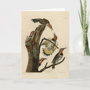 Norther Flicker från Audubon's Birds of America Kort