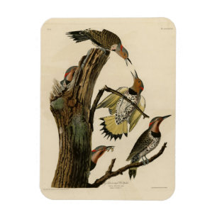 Norther Flicker från Audubon's Birds of America Magnet