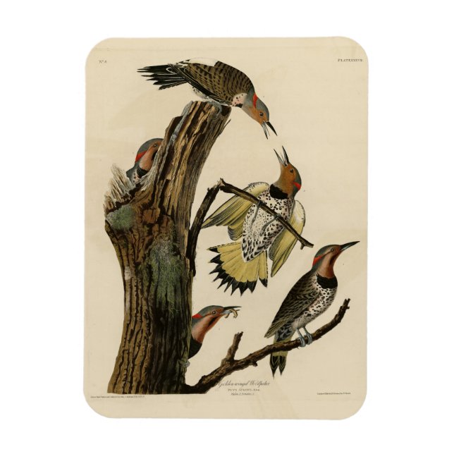 Norther Flicker från Audubon's Birds of America Magnet (Vertikal)