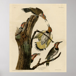 Norther Flicker från Audubon's Birds of America Poster