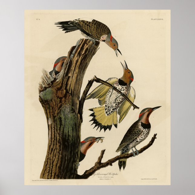 Norther Flicker från Audubon's Birds of America Poster (Framsidan)