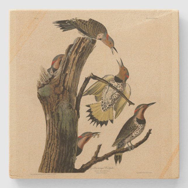 Norther Flicker från Audubon's Birds of America Stenunderlägg (Framsidan)