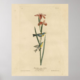 Norther Parula från Audubon's Birds of America Poster