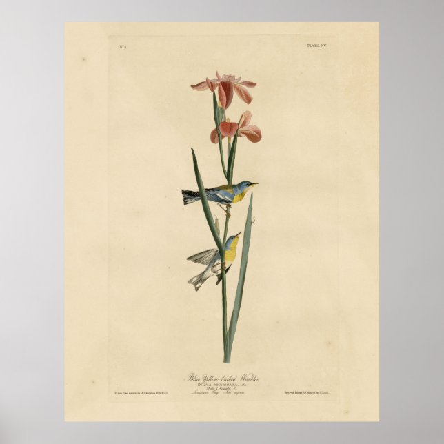 Norther Parula från Audubon's Birds of America Poster (Framsidan)