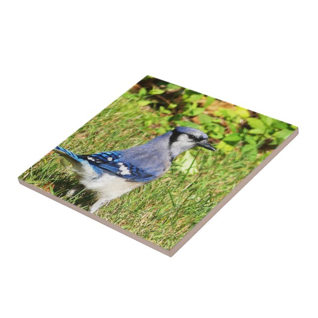 Northern Blue Jay Kakelplatta (Sidan)