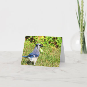 Northern Blue Jay Kort