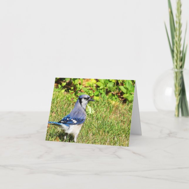 Northern Blue Jay Kort (Framsida)