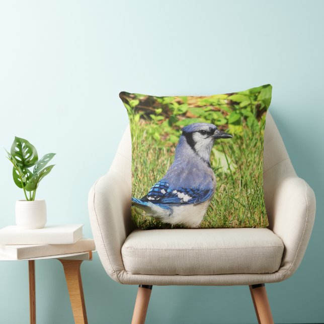 Northern Blue Jay Kudde (Stol)