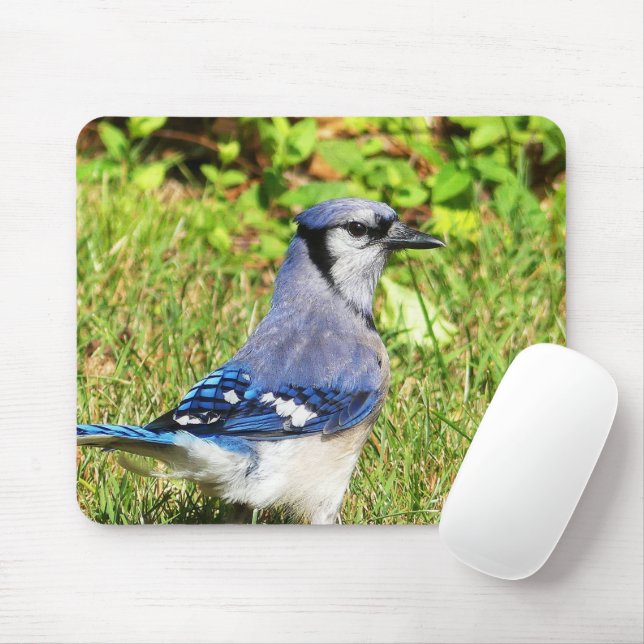 Northern Blue Jay Musmatta (Med mus)