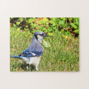 Northern Blue Jay Pussel