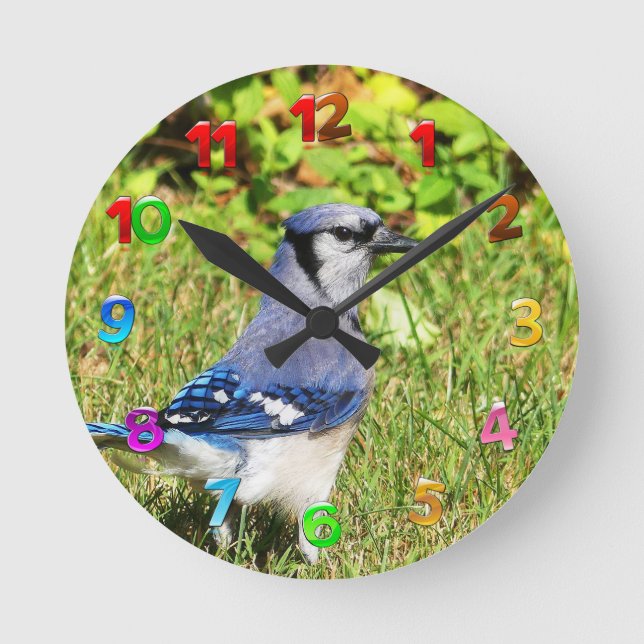 Northern Blue Jay Rund Klocka (Framsida)
