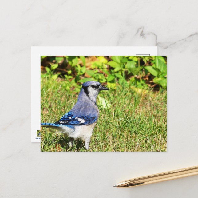 Northern Blue Jay Vykort (Fram/Back In Situ)