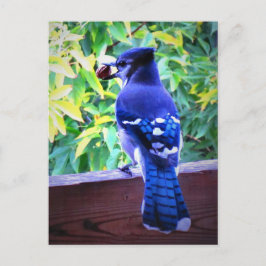 Northern Blue Jay W Peanut Bevackra Blue Feathers Vykort