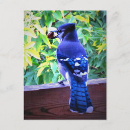 Northern Blue Jay W Peanut Bevackra Blue Feathers Vykort