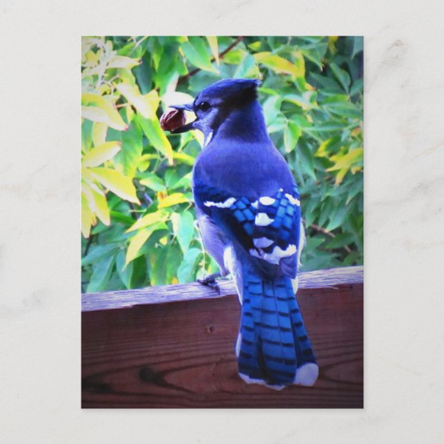Northern Blue Jay W Peanut Bevackra Blue Feathers Vykort (Framsida)