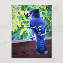 Northern Blue Jay W Peanut Bevackra Blue Feathers Vykort