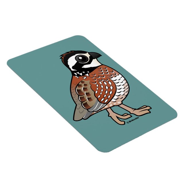 Northern Bobwhite Magnet (Högersidan)
