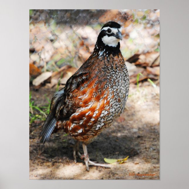 Northern Bobwhite Poster (Framsidan)
