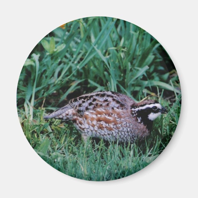 Northern Bobwhite Quail Magnet (Framsidan)