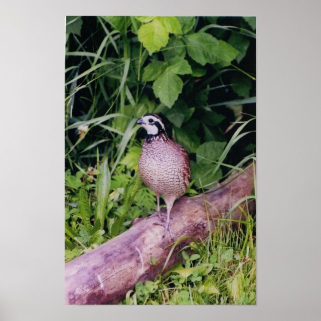 Northern Bobwhite Quail Poster (Framsidan)
