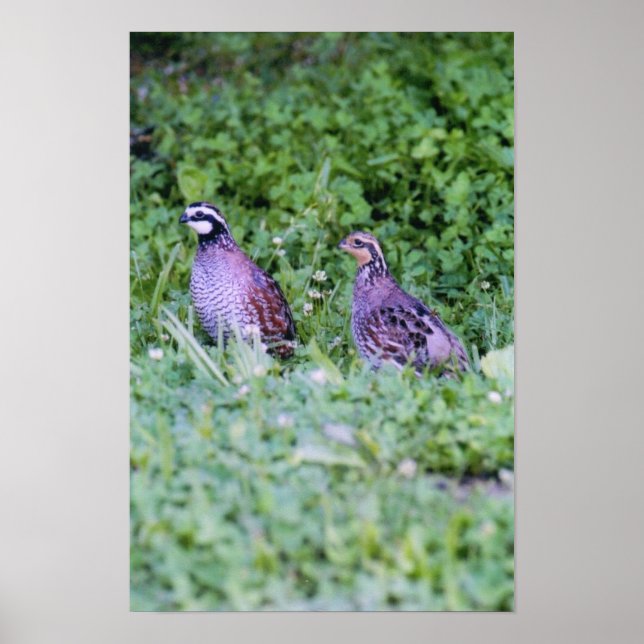Northern Bobwhite Quail Poster (Framsidan)