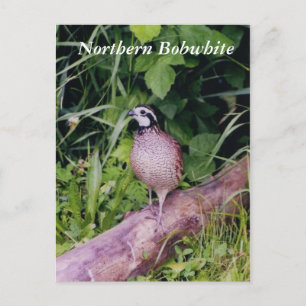 Northern Bobwhite Quail Vykort