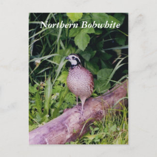 Northern Bobwhite Quail Vykort
