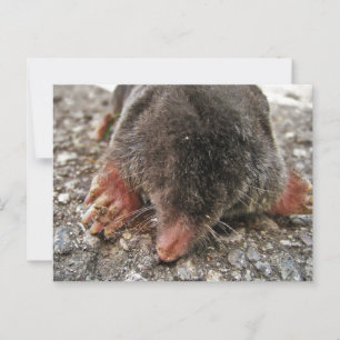 Northern Broadfoot Mole Vykort