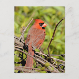 Northern Cardinal In Michigan Vykort