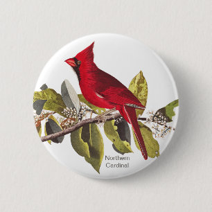 Northern Cardinal, John James Audubon, Red Bird Knapp
