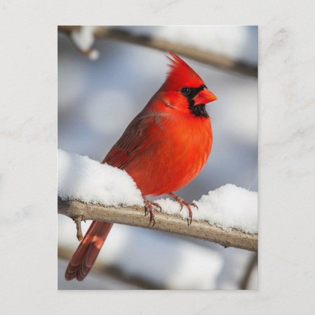 Northern Cardinal Vykort (Framsida)