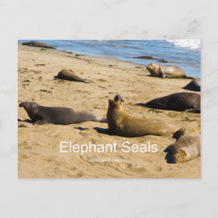 Northern Elephant Seal California Products Vykort