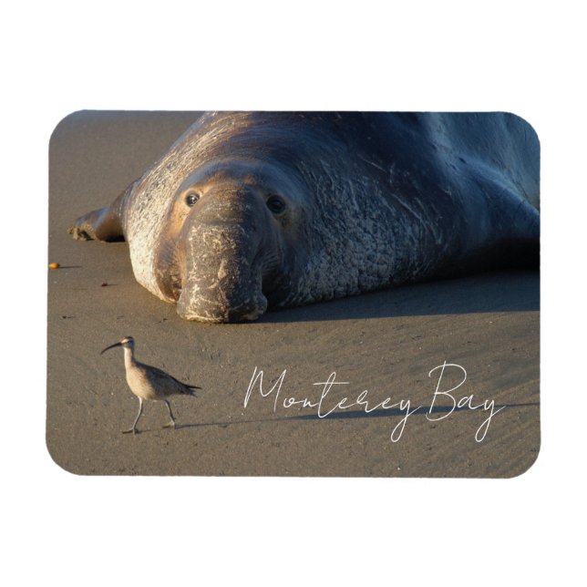 Northern Elephant Seal Watching Bird, Monterey Bay Magnet (Horisontell)