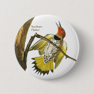 Northern Flicker, Audubon, Fågelskådare Suppory Knapp
