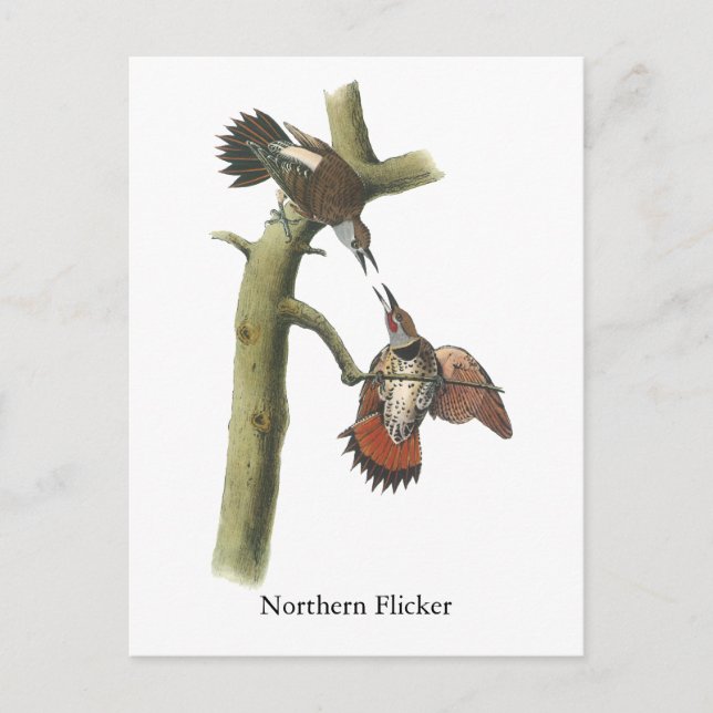 Northern Flicker, John Audubon Vykort (Framsida)