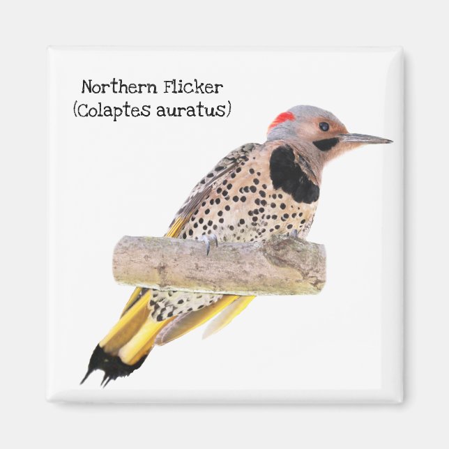 Northern Flicker Magnet (Framsidan)