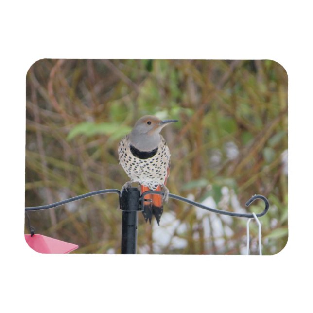 Northern Flicker på Bird Feeder Magnet (Horisontell)