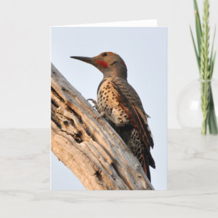 Northern Flicker Up Close and Personal Kort