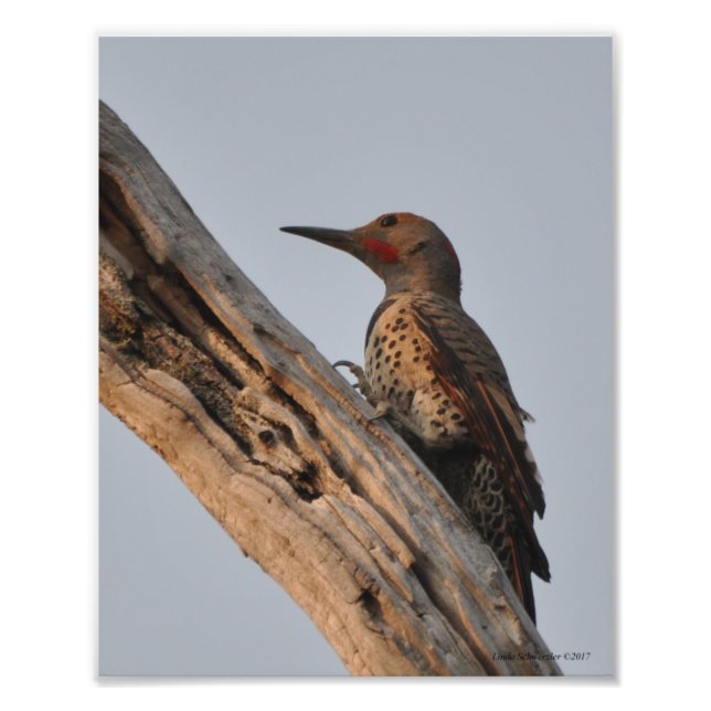 Northern Flicker Woodpecker Fototryck (Framsidan)