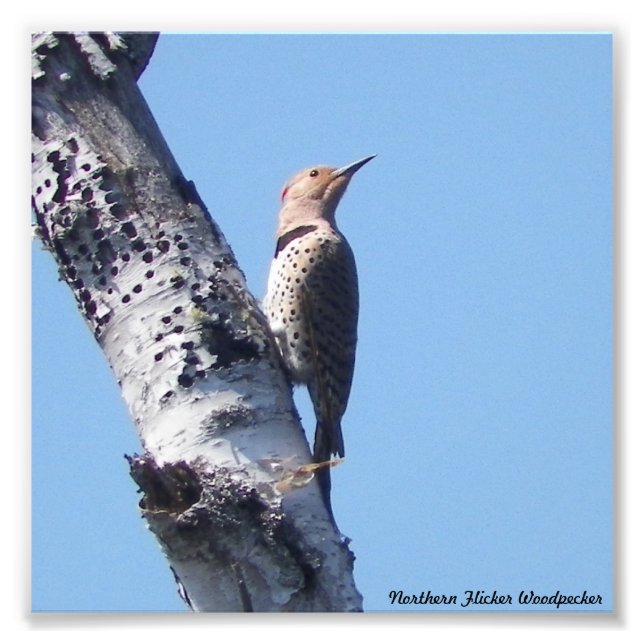 Northern Flicker Woodpecker PhotoPrint Fototryck (Framsidan)