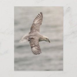 Northern Fulmar Nature Photo Vykort