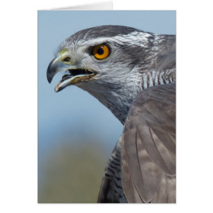 Northern Goshawk Screeching Hälsningskort