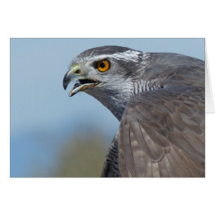 Northern Goshawk Screeching Hälsningskort