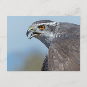 Northern Goshawk Screeching Vykort
