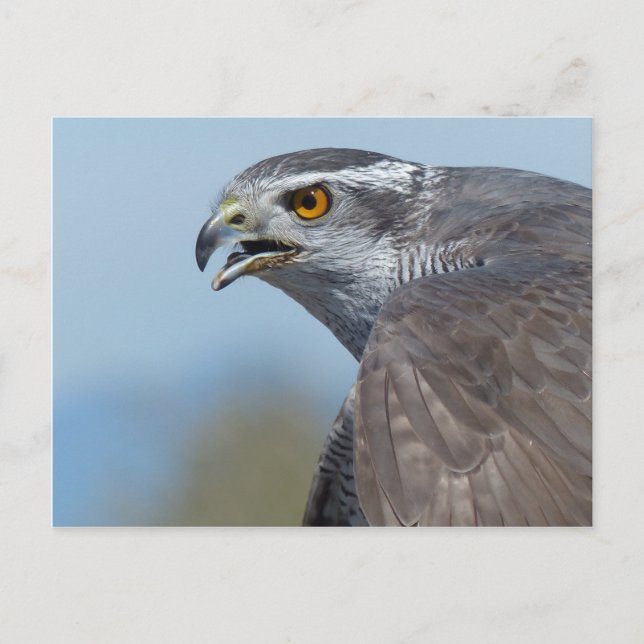 Northern Goshawk Screeching Vykort (Framsida)